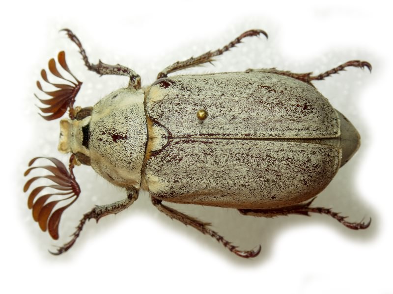 Polyphylla alba (Pallas, 1773)